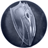 Iron Blood Aspect