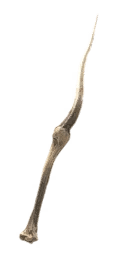 Bone Dagger