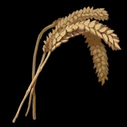 Wheat